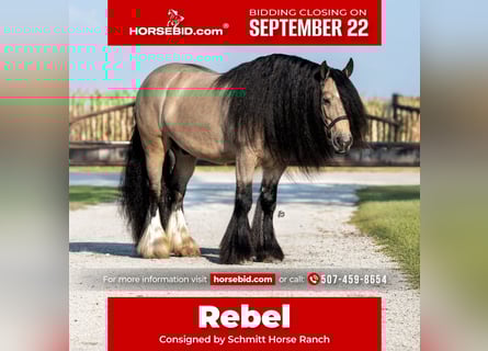 Gypsy Horse, Gelding, 8 years, 14,1 hh, Buckskin