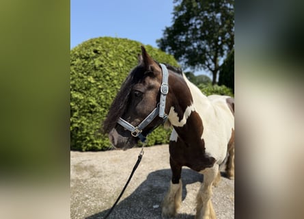 Gypsy Horse, Gelding, 8 years, 14,1 hh, Pinto