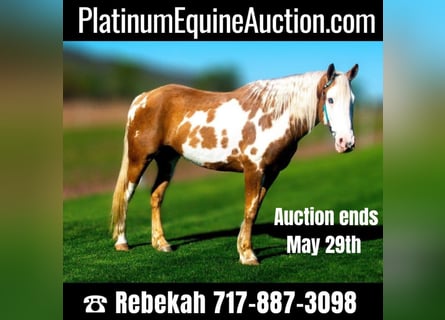 Gypsy Horse, Gelding, 8 years, 14,3 hh, Palomino