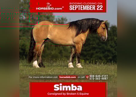 Gypsy Horse Mix, Gelding, 8 years, 15,3 hh, Dun