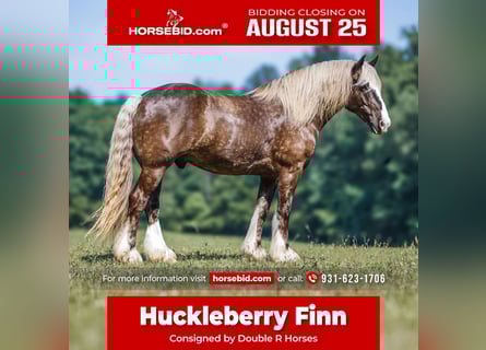 Gypsy Horse Mix, Gelding, 8 years, 15,3 hh