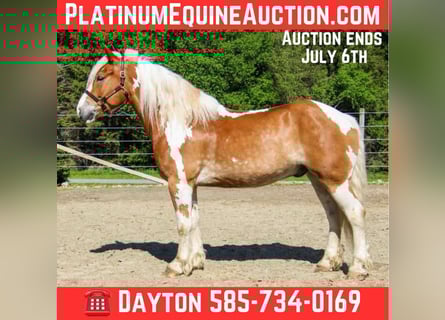 Gypsy Horse, Gelding, 8 years, 16 hh, Tobiano-all-colors