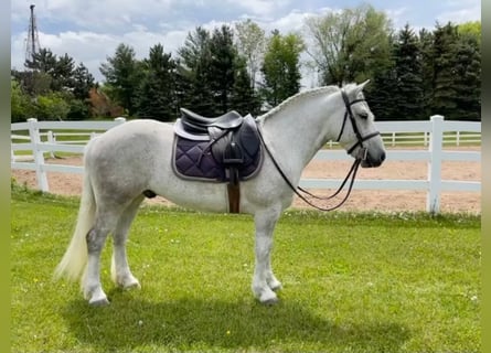 Gypsy Horse, Gelding, 8 years, Gray-Dapple