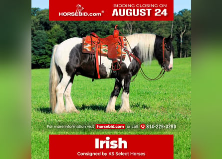 Gypsy Horse, Gelding, 8 years, Pinto