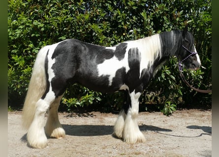 Gypsy Horse, Gelding, 9 years, 12.2 hh, Pinto