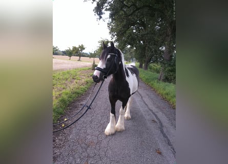 Gypsy Horse, Gelding, 9 years, 14.1 hh, Pinto