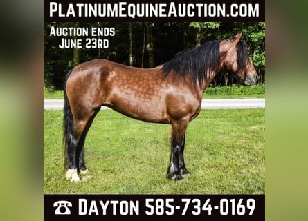 Gypsy Horse, Gelding, 9 years, 14.2 hh, Bay