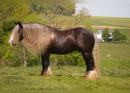 Gypsy Horse, Gelding, 9 years, 15 hh