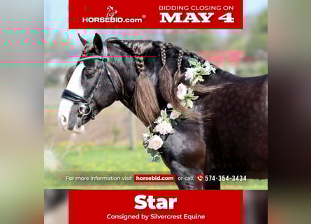 Gypsy Horse, Gelding, 9 years