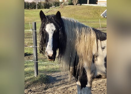 Gypsy Horse, Mare, 10 years, 12,2 hh, Pinto