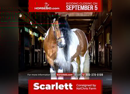 Gypsy Horse Mix, Mare, 10 years, 13.2 hh