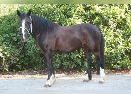 Gypsy Horse, Mare, 11 years, 13 hh, Black