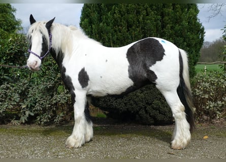 Gypsy Horse, Mare, 11 years, 13 hh, Pinto
