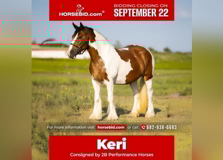 Gypsy Horse, Mare, 11 years, 14,1 hh, Pinto