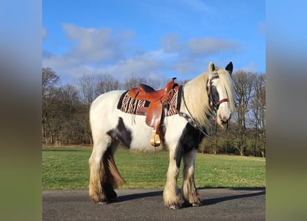 Gypsy Horse, Mare, 11 years, 15 hh, Pinto