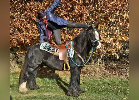Gypsy Horse, Mare, 12 years, 14,1 hh, Black