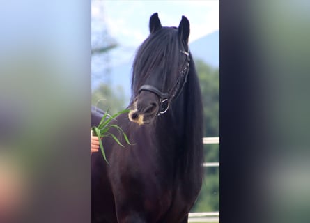 Gypsy Horse, Mare, 13 years, 13,3 hh, Black