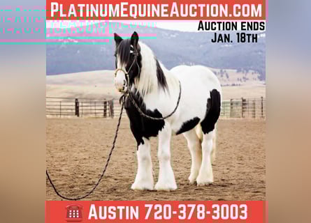 Gypsy Horse, Mare, 13 years, 14.1 hh, Tobiano-all-colors