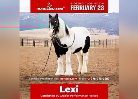 Gypsy Horse, Mare, 13 years, 14,1 hh, Pinto