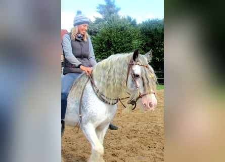 Gypsy Horse, Mare, 14 years, 13.1 hh, Roan-Blue Gypsy Horse, Mare, 14 years, 13.1 hh, Roan-Blue