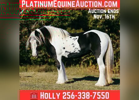 Gypsy Horse, Mare, 14 years, 14.2 hh, Tobiano-all-colors