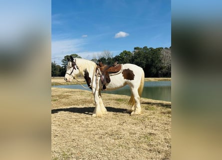 Gypsy Horse, Mare, 15 years, 14.3 hh, Overo-all-colors