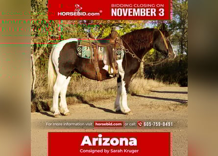 Gypsy Horse Mix, Mare, 15 years, 14 hh