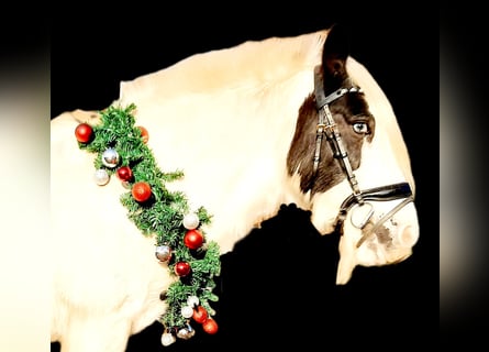 Gypsy Horse, Mare, 15 years, 14,1 hh, Pinto