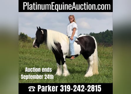 Gypsy Horse, Mare, 15 years, 15 hh, Tobiano-all-colors