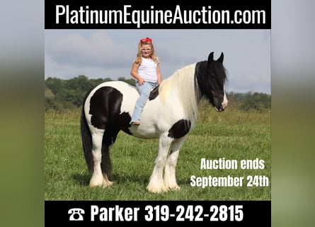 Gypsy Horse, Mare, 15 years, 15 hh, Tobiano-all-colors