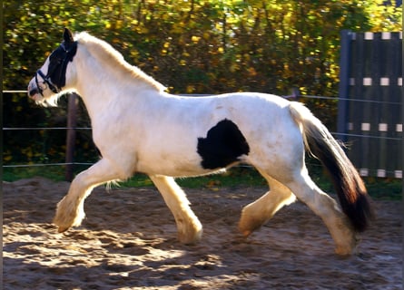 Gypsy Horse, Mare, 16 years, 14,1 hh, Pinto