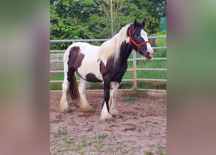 Gypsy Horse, Mare, 17 years, 15,2 hh, Pinto