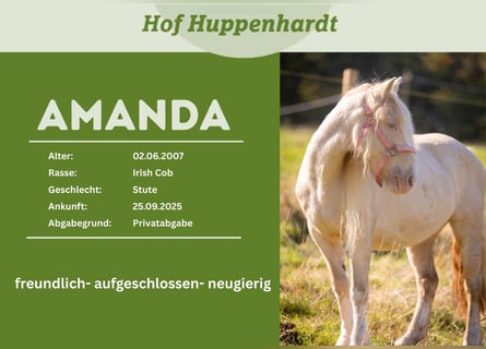 Gypsy Horse Mix, Mare, 19 years, 12,2 hh, Cremello