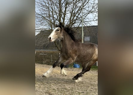 Gypsy Horse, Mare, 1 year, 13.2 hh, Buckskin