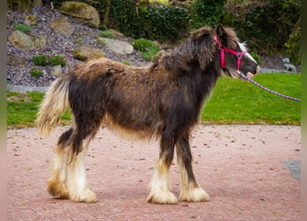 Gypsy Horse, Mare, 1 year, 14.3 hh