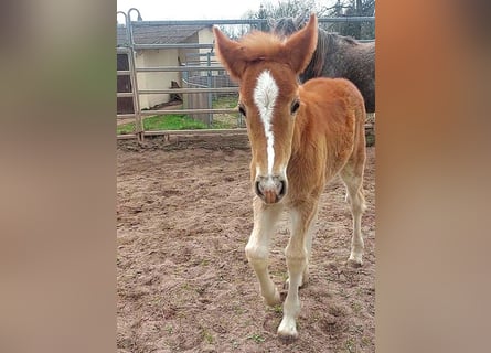 Gypsy Horse, Mare, 1 year, Chestnut-Red