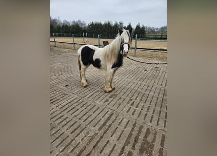 Gypsy Horse, Mare, 2 years, 12.1 hh, Gray-Dark-Tan