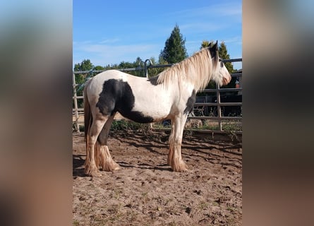 Gypsy Horse, Mare, 2 years, 14,2 hh, Pinto