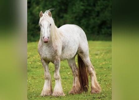 Gypsy Horse, Mare, 2 years