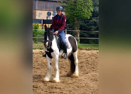 Gypsy Horse, Mare, 3 years, 13.1 hh, Pinto