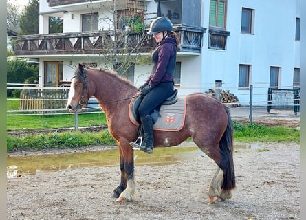 Gypsy Horse, Mare, 3 years, 13.1 hh, Sabino