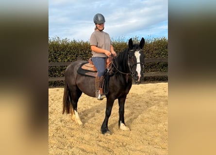 Gypsy Horse, Mare, 3 years, 14.1 hh, Black