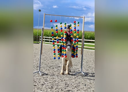 Gypsy Horse, Mare, 4 years, 11,2 hh, Pinto