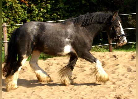 Gypsy Horse, Mare, 4 years, 12.2 hh, Black