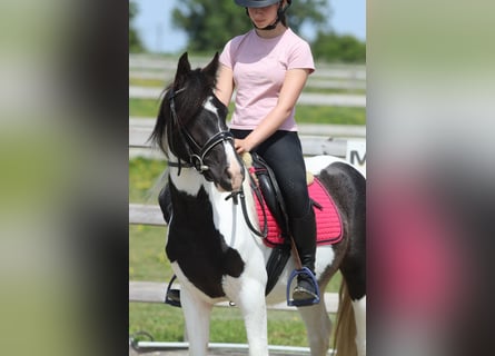 Gypsy Horse, Mare, 4 years, 12.3 hh, Pinto