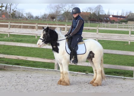 Gypsy Horse, Mare, 4 years, 12 hh, Pinto