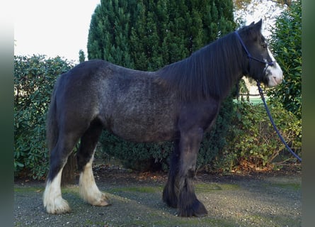 Gypsy Horse, Mare, 4 years, 13.2 hh, Black