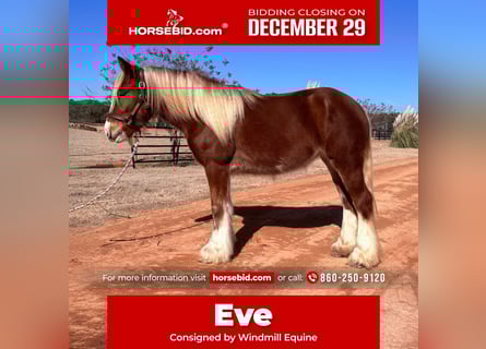 Gypsy Horse, Mare, 4 years, 13,3 hh, Chestnut