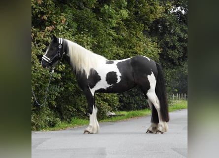 Gypsy Horse, Mare, 4 years, 14,1 hh, Pinto