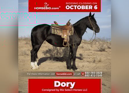 Gypsy Horse Mix, Mare, 4 years, 14.3 hh, Black Gypsy Horse Mix, Mare, 4 years, 14.3 hh, Black